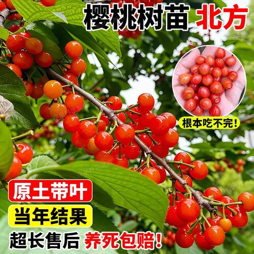 樱桃树果苗北方盆栽庭院矮化大果树果苗当年结果北方种植正宗樱桃