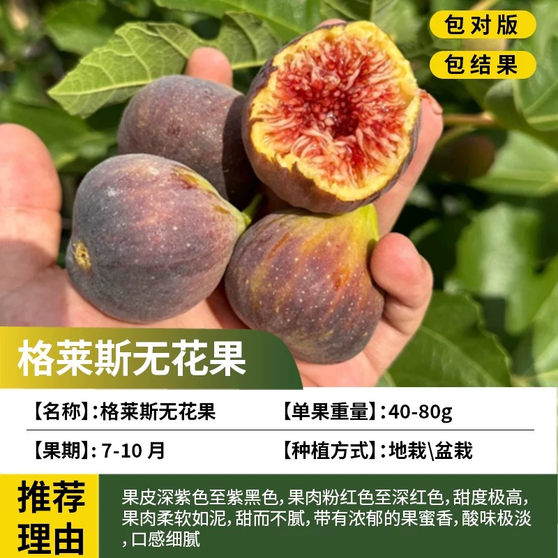 格莱斯无花果树果苗南北方耐寒特大号果树苗盆栽嫁接老桩当年结果