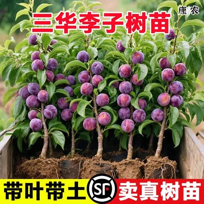 钱排三华李子树苗嫁接水果树苗新品种红心早熟脱骨蜂糖车李子树苗
