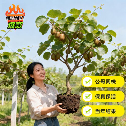 猕猴桃树果苗红心软枣猕猴桃苗徐香嫁接南北方种植庭院水果树果苗