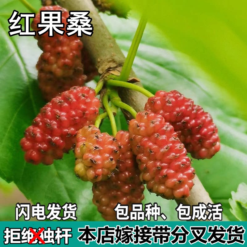 红桑葚苗树南北方盆栽地栽种植活苗特大苗嫁接桑葚果苗树当年结果