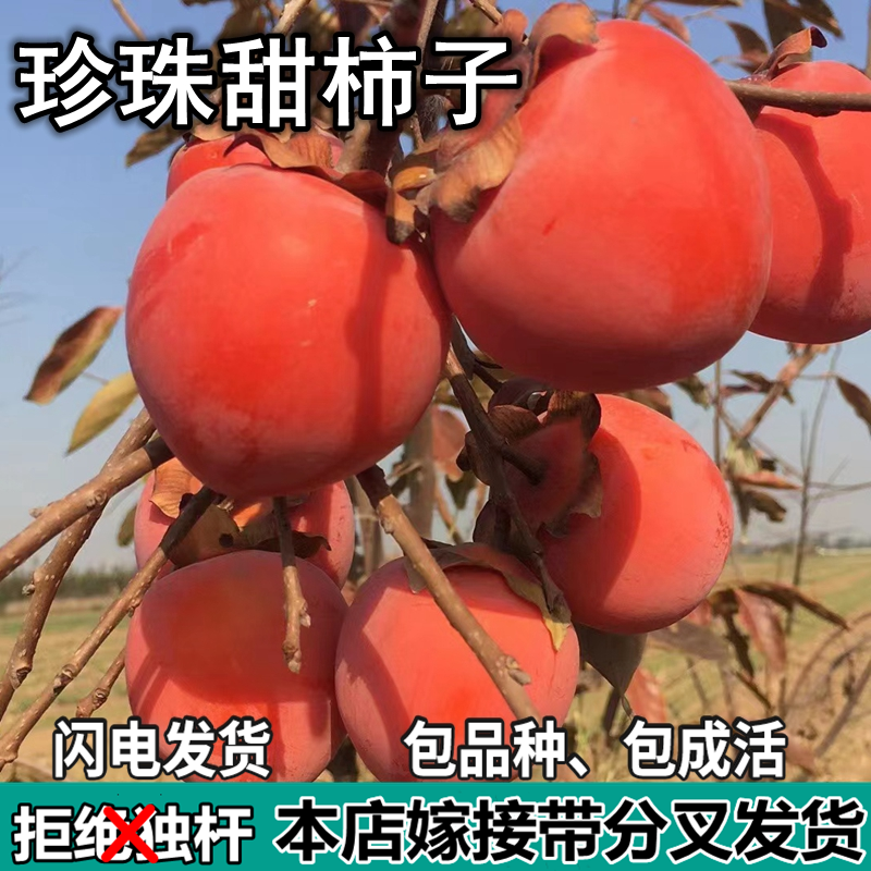 珍珠甜柿子树苗南北方庭院地栽盆栽种植特大嫁接果树苗当年结果