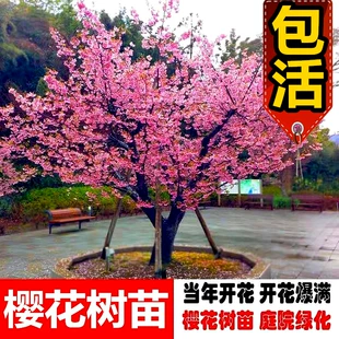 庭院别墅绿化植物花卉苗木四季 珍贵名贵风景树北方耐寒 樱花树苗