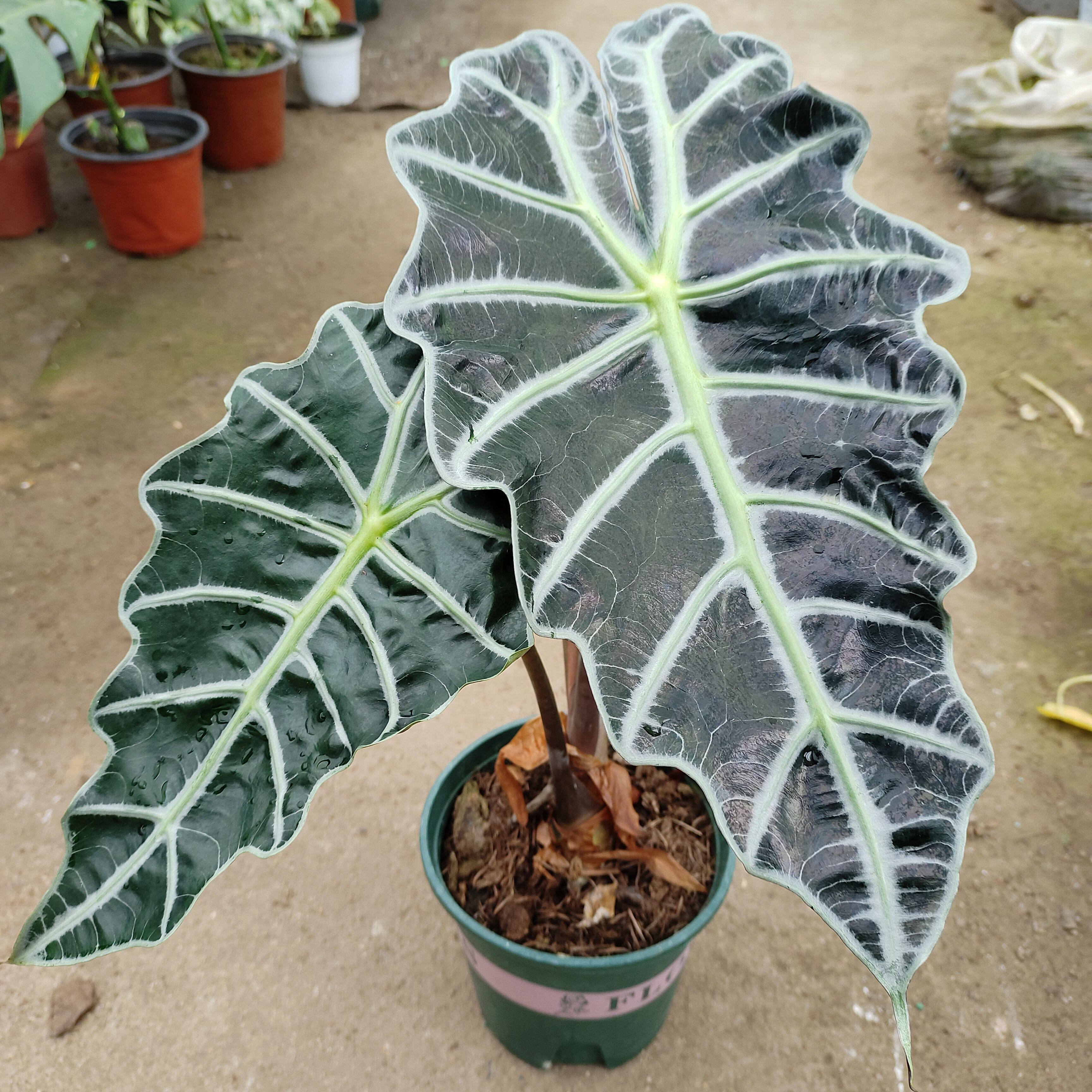 老桩大仙女海芋非洲面具黑叶芋ins欧美风 室内大叶耐阴好养绿植