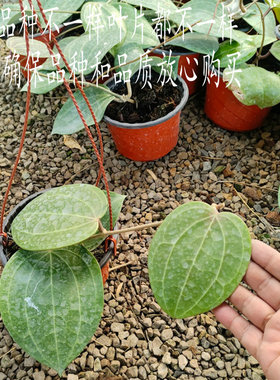 宽叶提拉佛球兰Hoya latifolia稀有品种大叶片 盆栽垂吊阳台观赏