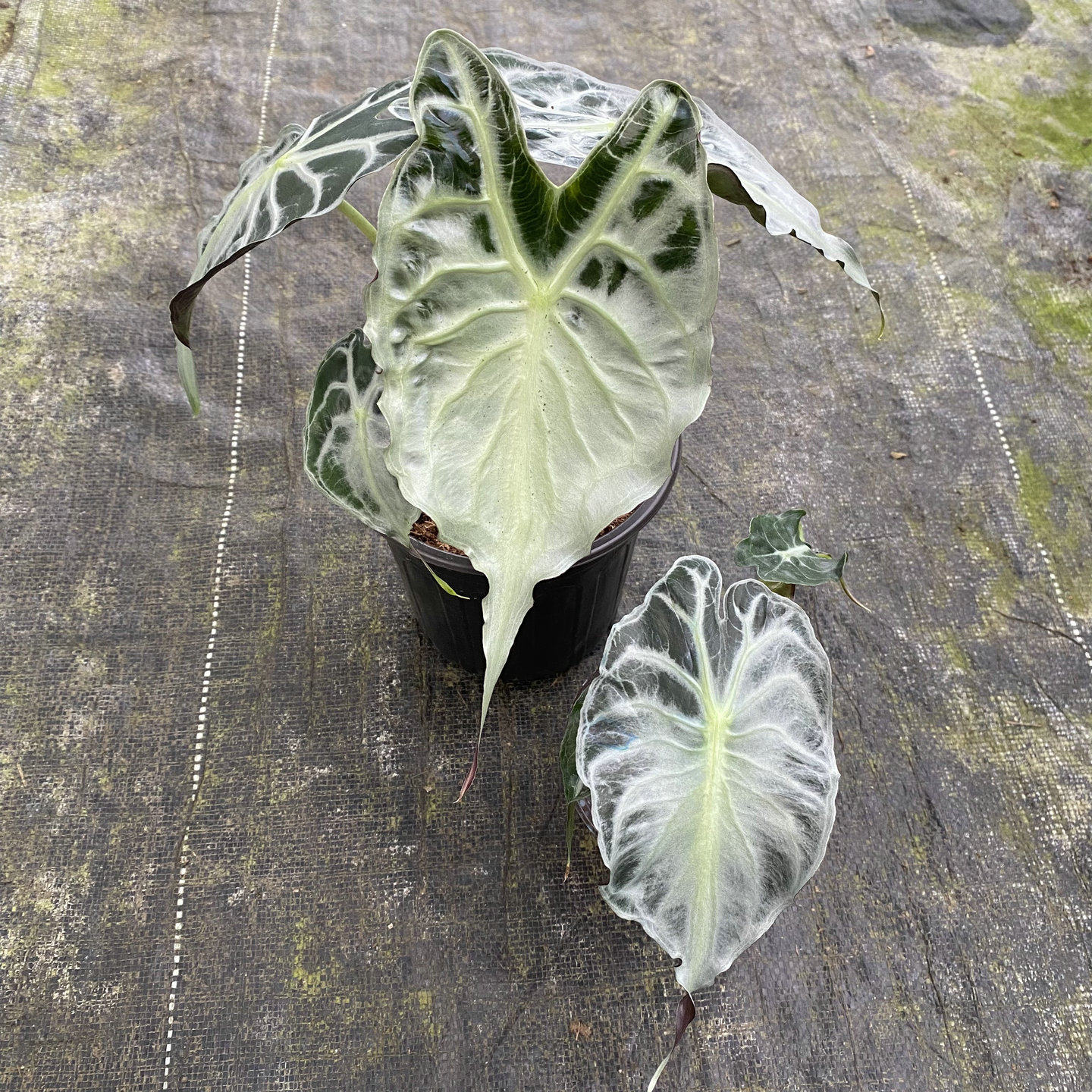 泰国进口毒液海芋Alocasia Venom小众热植叶片纹理绿植热植高货