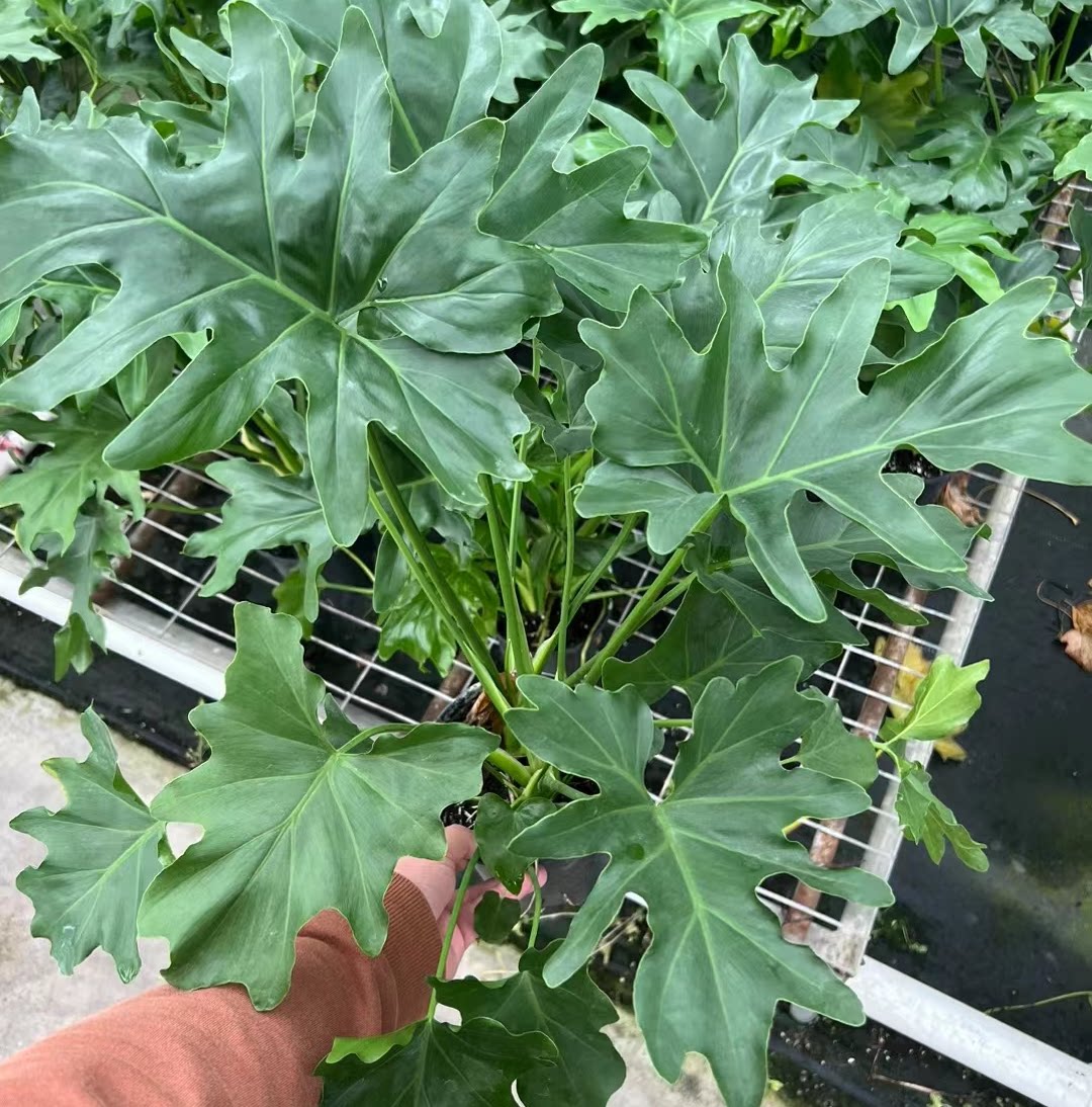 希望蔓绿绒ins北欧绿植室内盆栽花卉大桌面盆景防辐射绿植