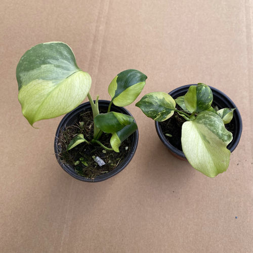 灯泡王龟背竹室内绿植盆栽