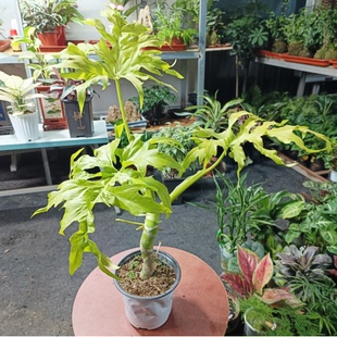 老庄黄金春羽瓦塞维奇蔓撕裂春雨赛洛姆瓦萨维奇热带稀有植物盆栽