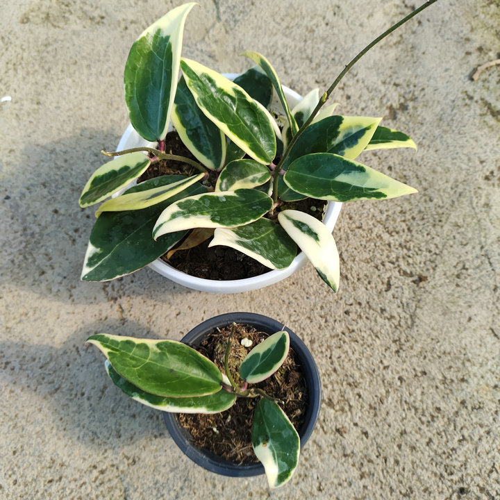 新品珍稀棉德岛锦球兰盆栽绿植吊兰家养花卉植物易活开花常绿室内
