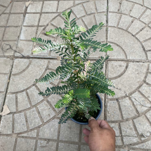 粉锦叶下珠桌面观叶易养