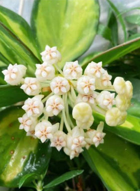 黄金粗蔓内锦球兰Hoya Pachyclada Variegated明亮金色锦桌面盆栽