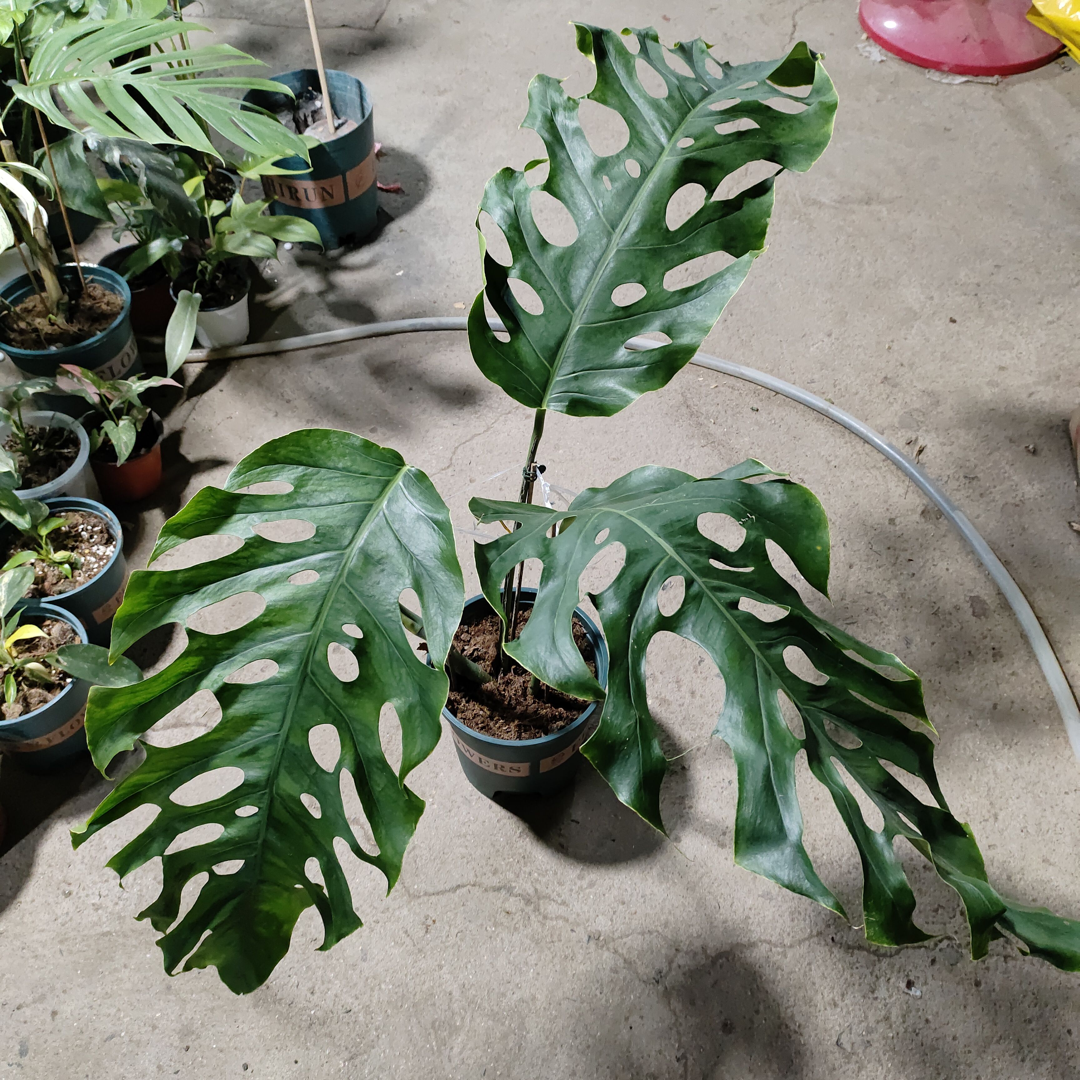 宿雾蓝超大叶杜比亚龟背竹Monstera Dubia 进口稀有开背龟背盆栽