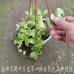 休斯科尔外锦球兰带花梗Hoyaheuschkelianaalbomarginata休外球兰