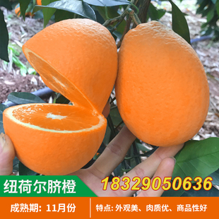 赣南脐橙苗 纽荷尔脐橙苗 橙子水果苗南方纽荷尔脐橙树苗当年结果