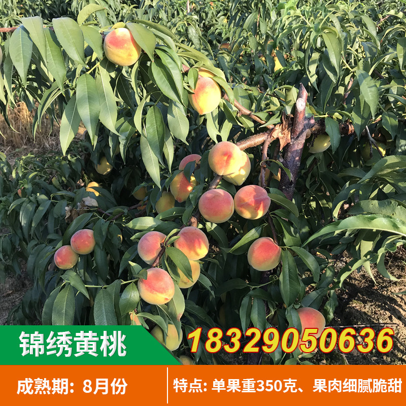 奉贤黄桃树苗 嫁接黄肉桃树苗 锦绣黄桃树苗 南方北方种植果树苗