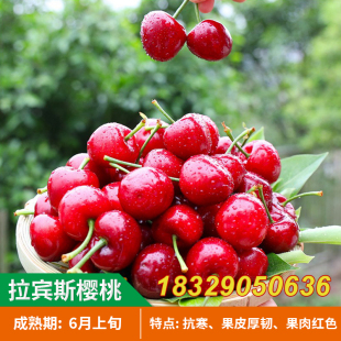 山东基地大樱桃苗 拉宾斯樱桃苗果味脆甜 南方北方种植当年结果