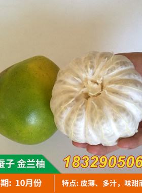 正宗安福蚕子金兰柚树苗江西萍乡柚子果苗井冈山白心金兰柚蜜柚苗