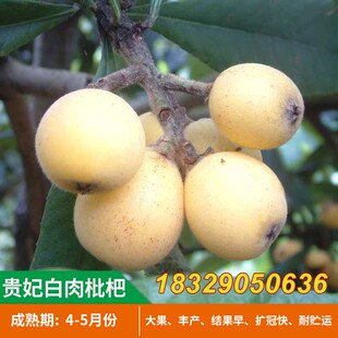 贵妃白肉枇杷苗树嫁接果树 果苗南北方种植当年结果特大风味浓甜