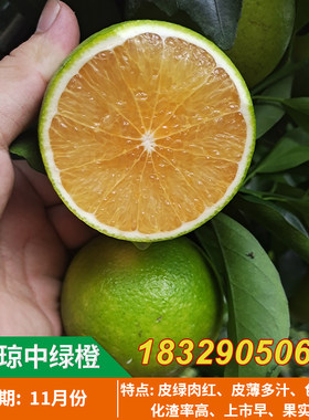 琼中绿橙树苗嫁接苗 红心绿橙 橙子苗当年结果甜橙红心橙子果树苗