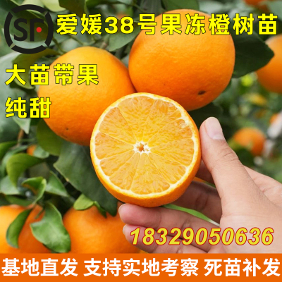 爱媛38号柑橘苗嫁接柑桔树苗早熟柑桔苗果冻橙爱媛38杂柑当年结果