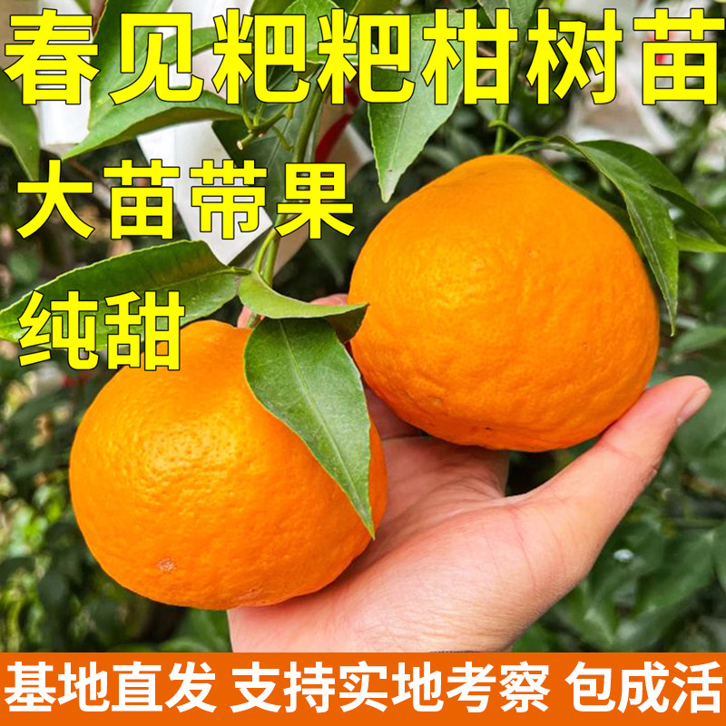 春见粑粑柑树苗沃柑苗不知火丑橘苗粑粑柑桔子树苗南方当年结果苗