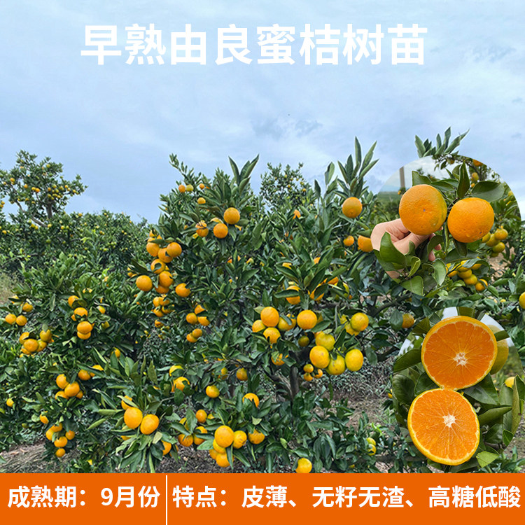 浙江特早熟由良蜜桔苗树苗盆栽温州蜜桔南方种植无核柑橘水果树苗