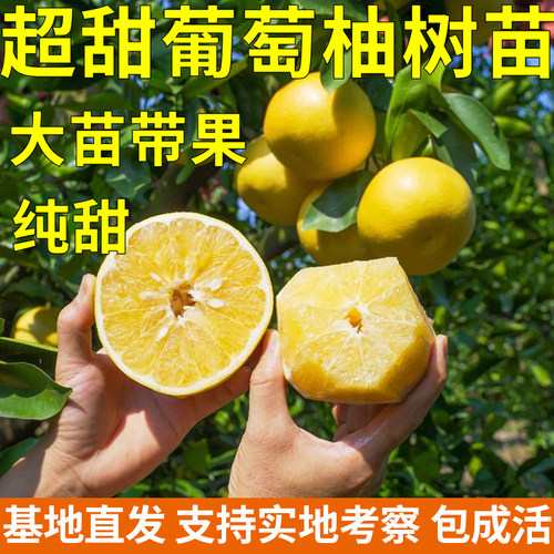 台湾高甜葡萄柚树苗大苗带果发货