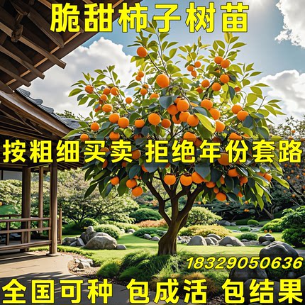 太秋脆甜柿子树苗盆栽庭院阳台矮化柿子树果苗全国种植当年结果