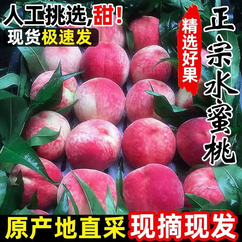 河北唐山春雪水蜜桃当季新鲜水果现摘脆甜多汁桃子头茬水蜜桃代发