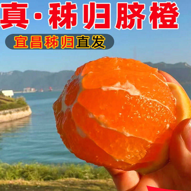 夏橙脐橙3/5/9斤装榨汁新鲜水果秭归脐橙橙子产地直供