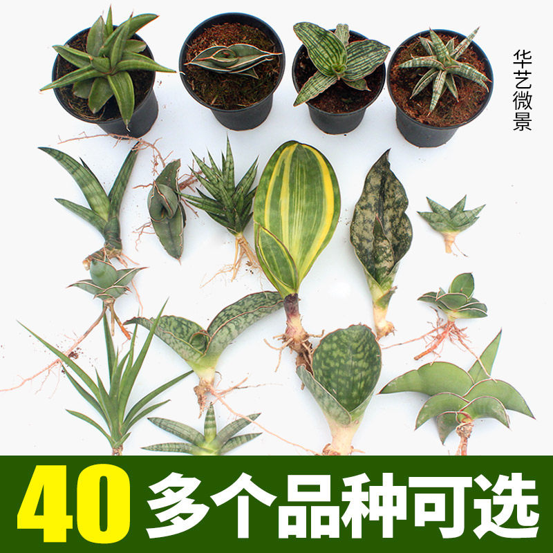 进口虎皮兰盆栽稀有虎尾兰佛手狐狸尾巴枯叶棒叶哈尼荷花兰
