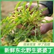 蘸酱菜一斤 包邮 东北山野菜新鲜婆婆丁蒲公英原产地现采先发春季