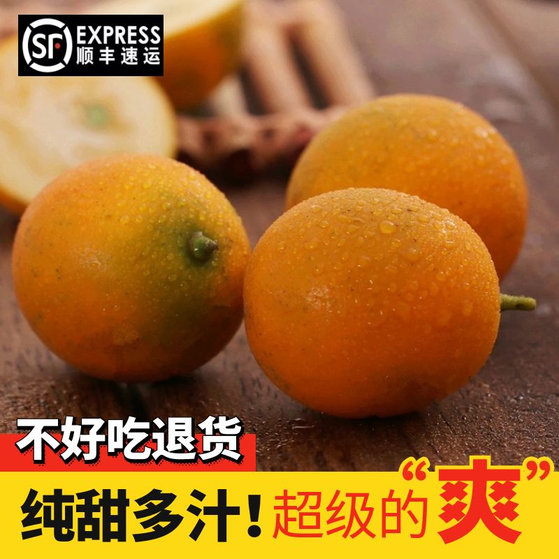 融安滑皮金桔融安金桔纯甜桔子