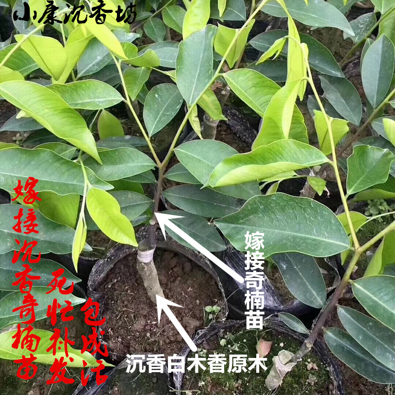 保真沉香树苗嫁接棋楠苗糖结指天椒张勺子名贵品种带泥土杯发货