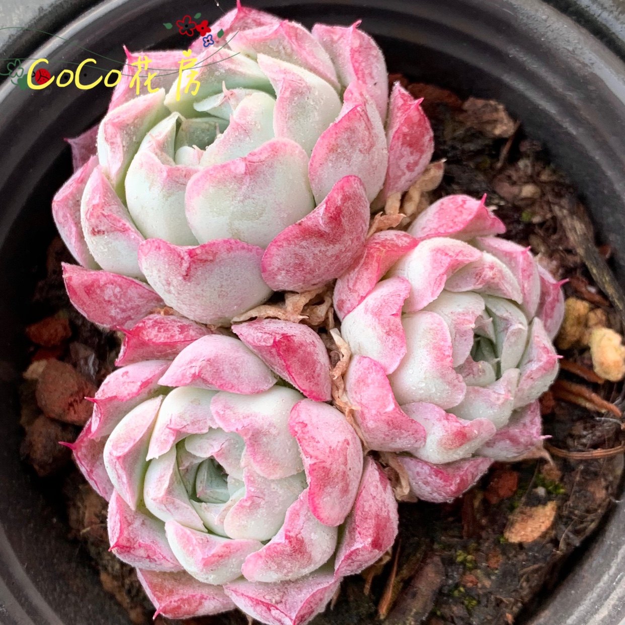 一物一拍 沁心多肉 新手多肉品种 精品稀有多肉植物 实图拍摄