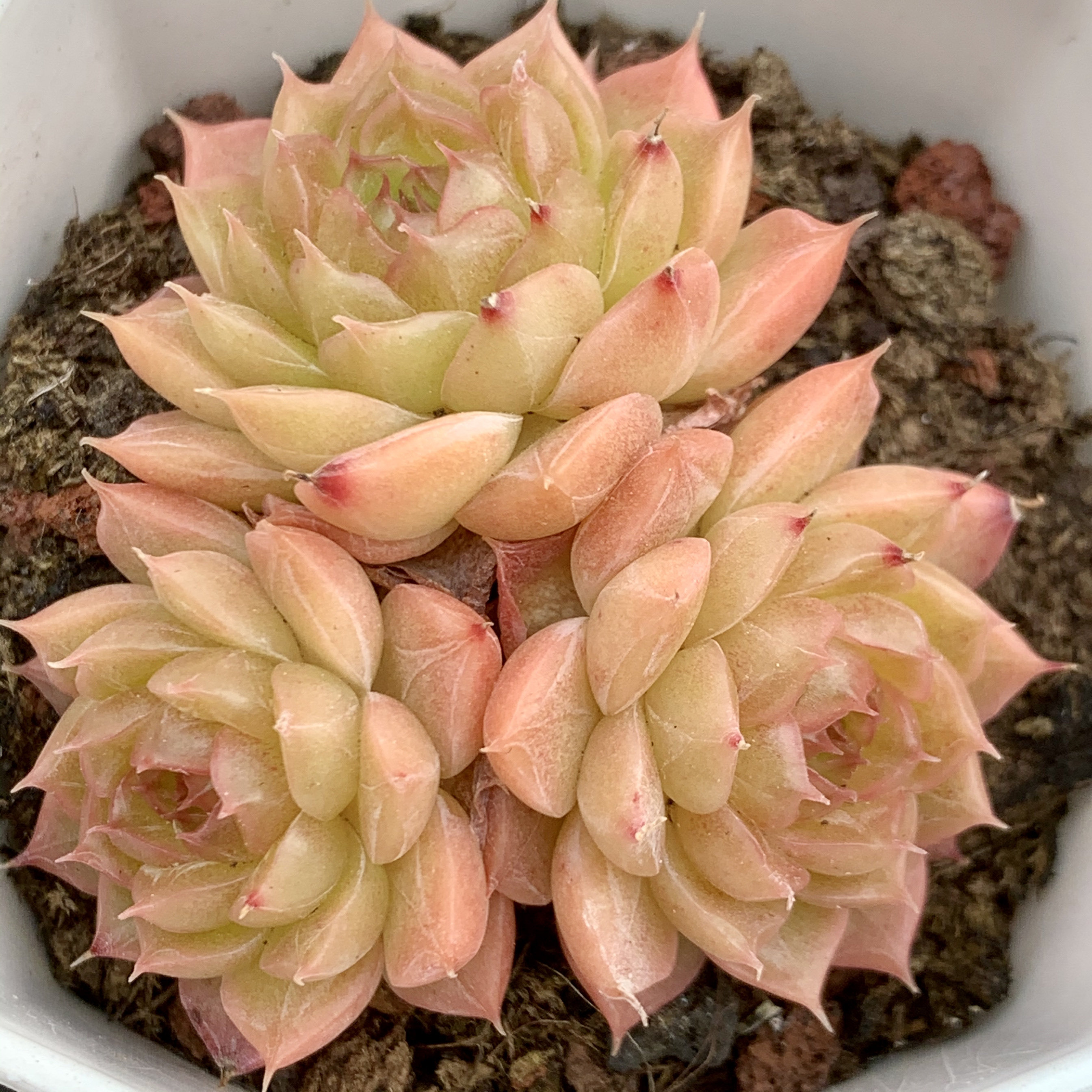 风铃多肉 一物一拍精品多肉植物盆栽花卉盆景新品上架