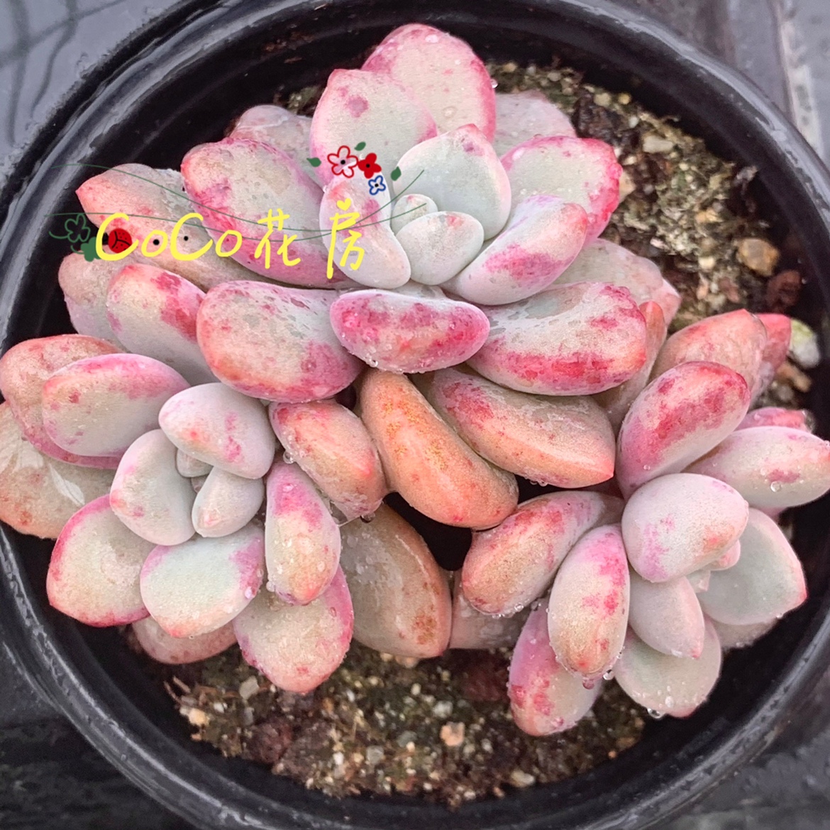 一物一拍花斑鹿多肉 精品多肉群生阳台植物盆栽 coco花房