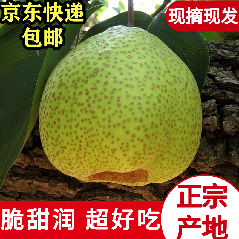 京东快递送货上门百年老梨树
