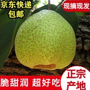 莱阳梨正宗山东莱阳梨烟台茌梨莱阳慈梨新鲜梨子带箱10斤礼盒装