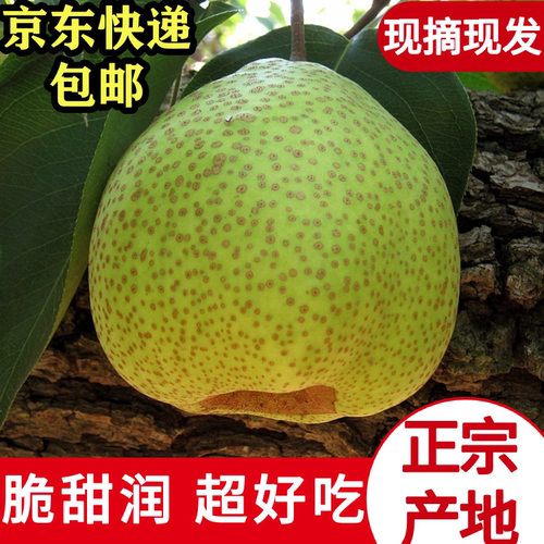 京东快递送货上门百年老梨树