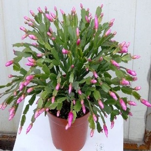 多色蟹爪兰花苗盆栽带花苞四季开花重瓣螃蟹抓莲好养易活室内花卉