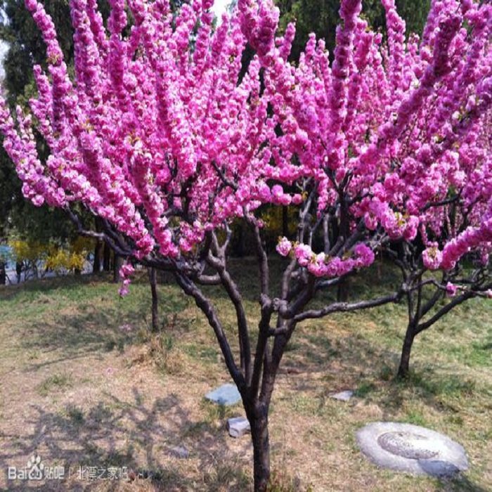 美人梅花树苗庭院地载盆栽榆叶梅重瓣多花榆叶梅树苗红梅树苗