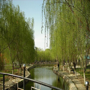 垂柳树苗速生黄金柳园林绿化庭院小苗河边行道大树金丝柳杨柳旱柳