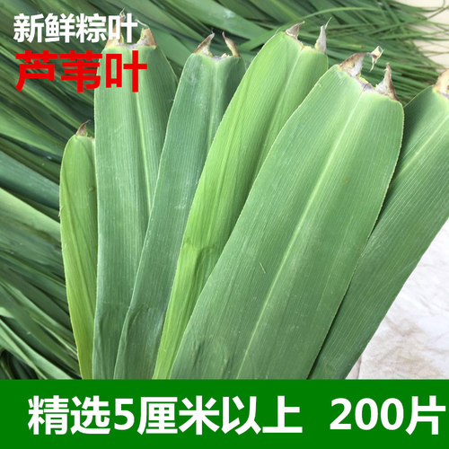 精选5厘米以上芦苇叶大片粽叶