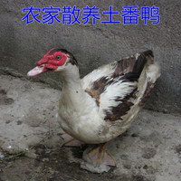 老番鴨農(nóng)家散養(yǎng)蘇北紅臉老鴨洋鴨