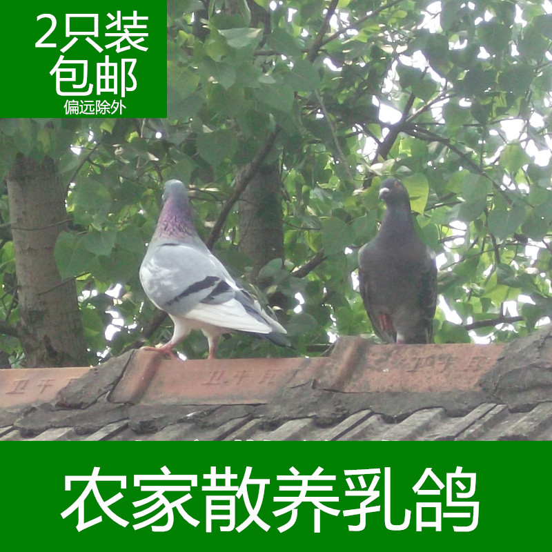 现杀现发农家散养肉新鲜包邮鸽子