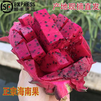 海南金都一号红心火龙果树上熟红肉超甜当季热带新鲜水果顺丰包邮