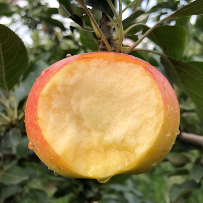 现摘新鲜嘎啦苹果山东