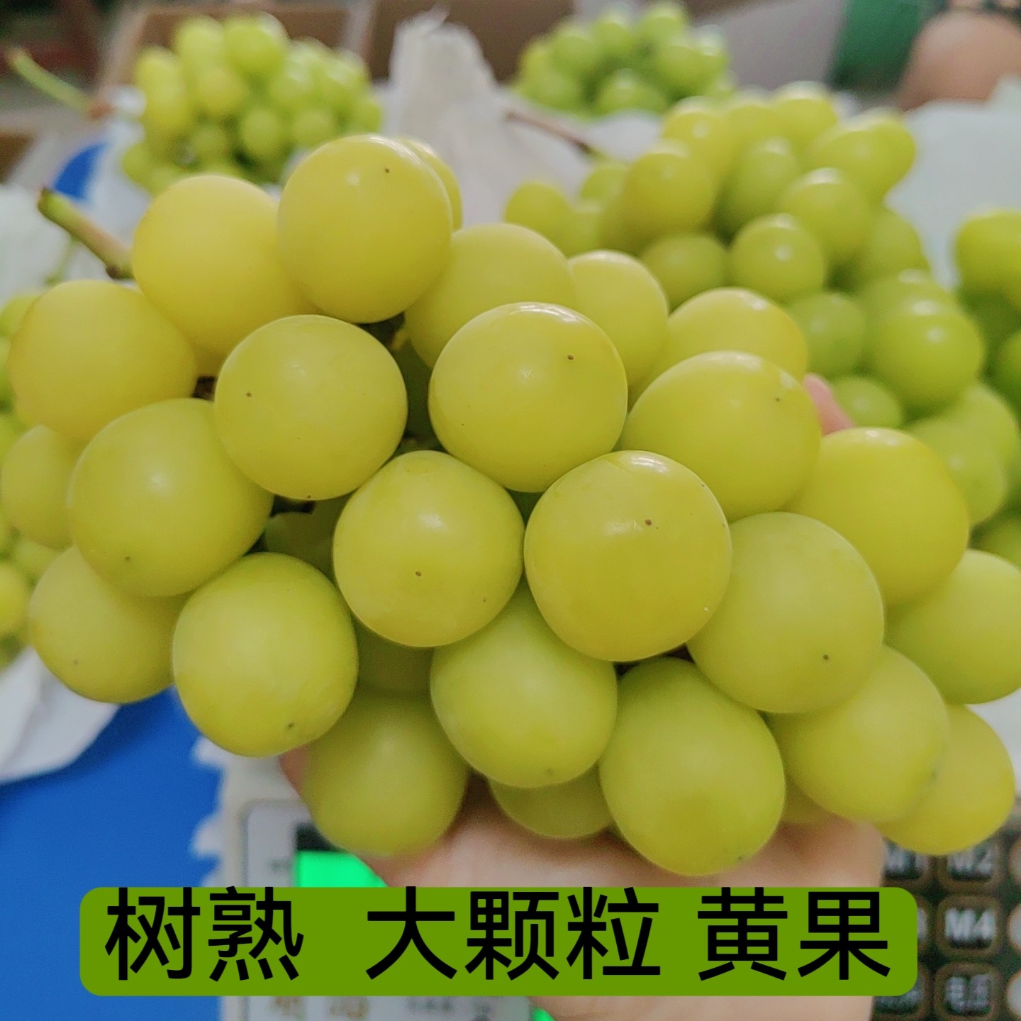黄色阳光玫瑰晴王葡萄精品大颗粒新鲜无籽葡萄水果新鲜当季
